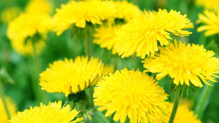 Ne rejetez pas cette plante prolifique comme une mauvaise herbe irritante – c’est en fait un superaliment secret et résilient du climat rempli de nutriments de la santé Yellow headed dandelion flowers