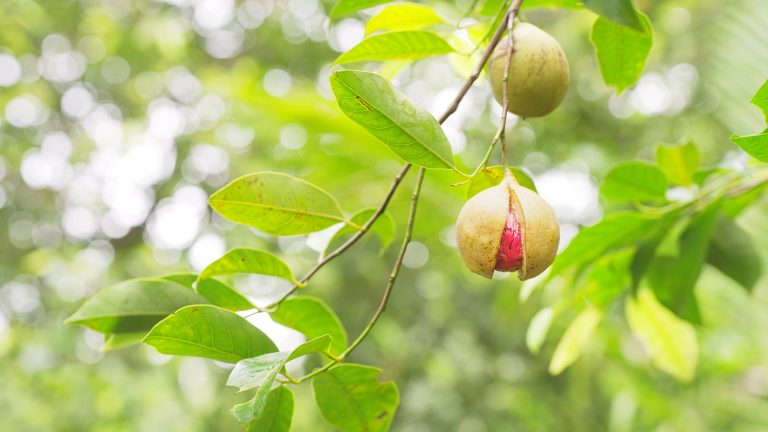 Comment cultiver un arbre de muscade – Les jardiniers professionnels révèlent les secrets derrière la culture du feuntronton tropical pour les épices précieuses Fruit open to reveal the seed on the branch of a nutmeg tree