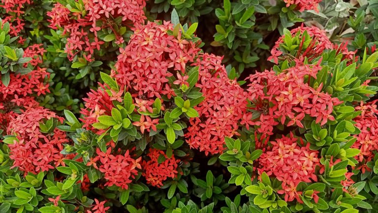 Comment cultiver ixora dans les pots – pour une plante de patio à fleurs à faible entretien qui peut gérer la chaleur estivale Ixora with coral-red blooms in spring