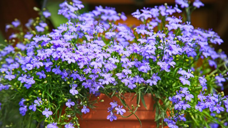 Comment cultiver Blue Lobelia – Conseils experts pour incorporer cette annuelle vive dans les chantiers et les conteneurs Terracotta pot with blue lobelia