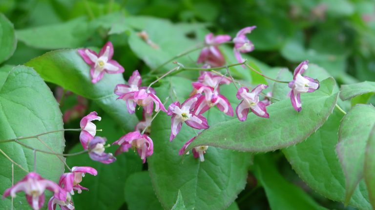 Comment cultiver l’épimedium – pour une jolie plante à fleurs à faible entretien qui prospère dans les chantiers ombragés Epimedium rubrum, with green heart-shaped leaves and pink and white flowers in spring