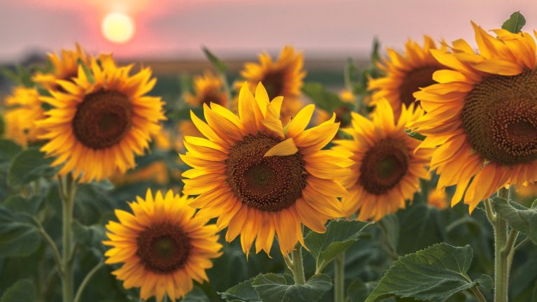 Comment cultiver des tournesols dans des pots – les experts révèlent 5 étapes clés pour des affichages de conteneurs fantastiques dans de petits espaces Yellow sunflower blooms at sunset