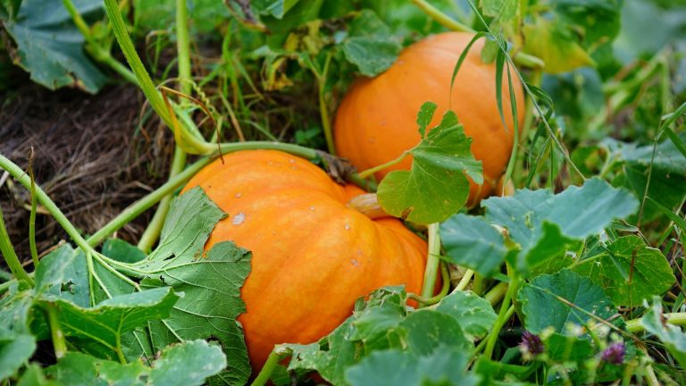 Il n’est pas trop tard pour planter des citrouilles dans l’Illinois – les experts du jardin révèlent la fenêtre de juin pour les zones de rusticité 5 et 6 Pumpkins growing in the field