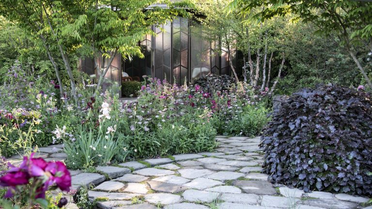 The Glasshouse Garden by Jo Thompson at the RHS Chelsea Flower Show 2025. with small trees and colorful perennial roses and foxgloves