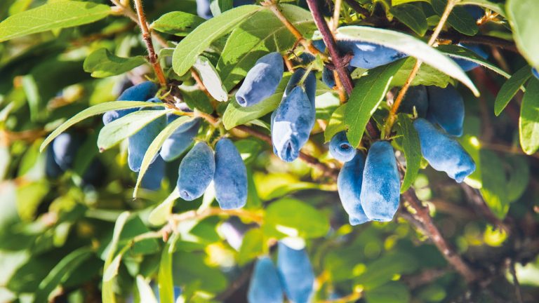 Blue honeyberries growing on a shrub