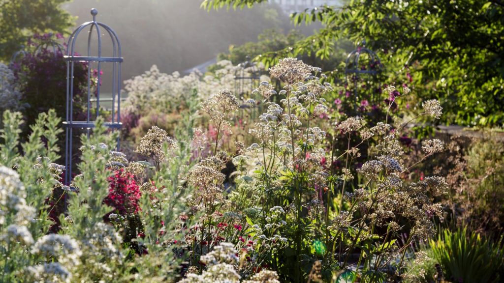 Ce charmant treillis Aldi est idéal pour grimper les plantes dans de minuscules espaces urbains – il transformera les balcons urbains et les cours en paradis luxuriants et verdoyants ALDI trellis