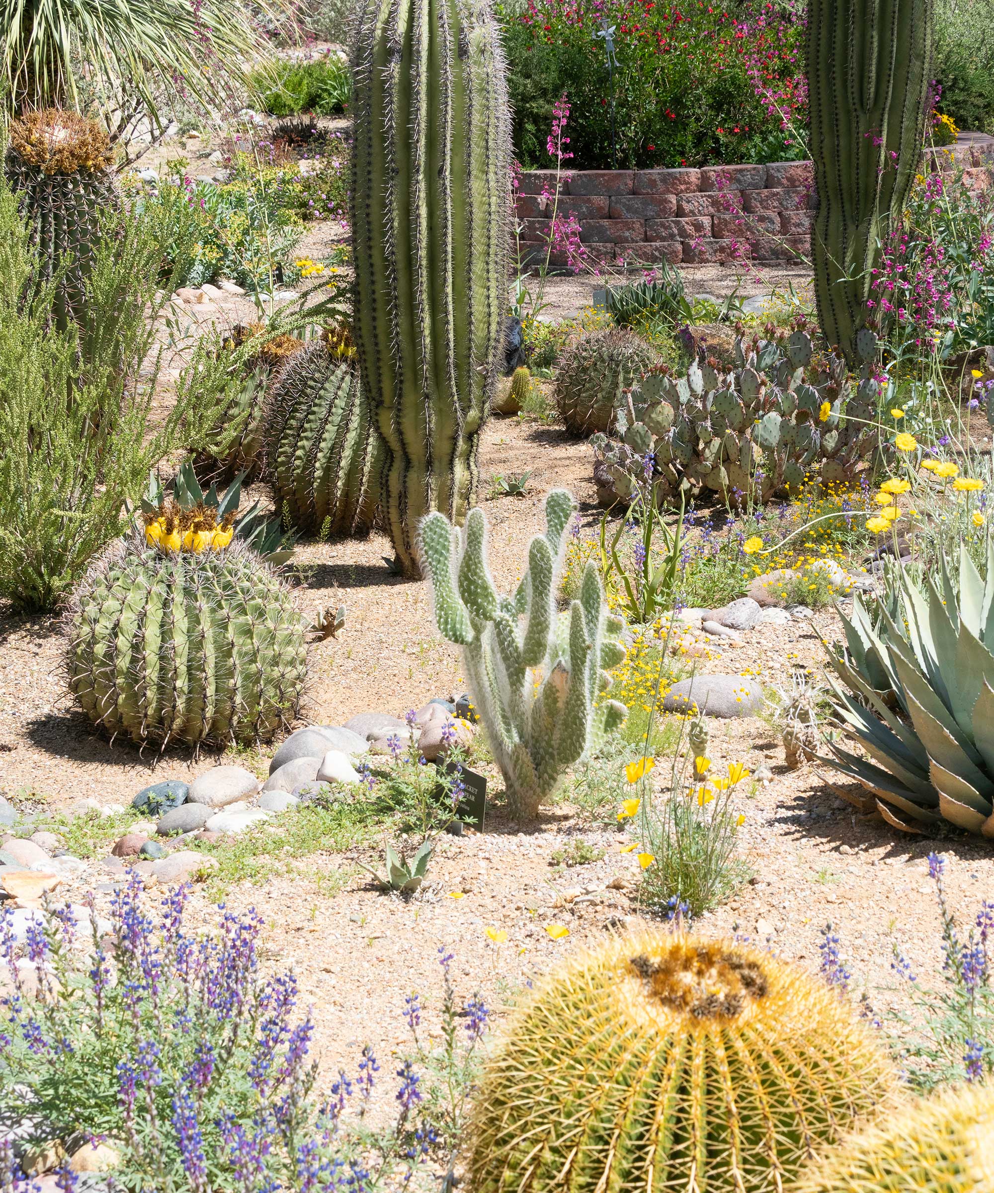 Xeriscaping avec des cactus