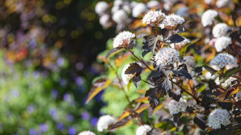 A dark ninebark shrub with white flowers in spring