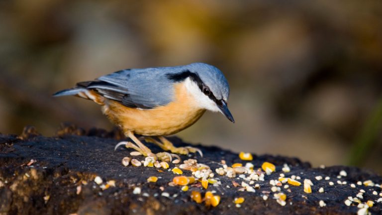 How to make a bird buffet