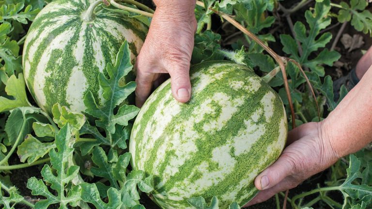 Two watermelons with one being held by a gardener's hands