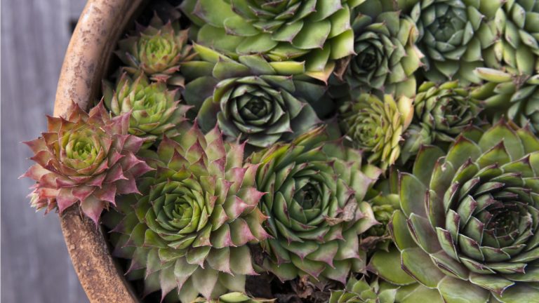 Viewed from above, green succulents planted together in terracotta pot