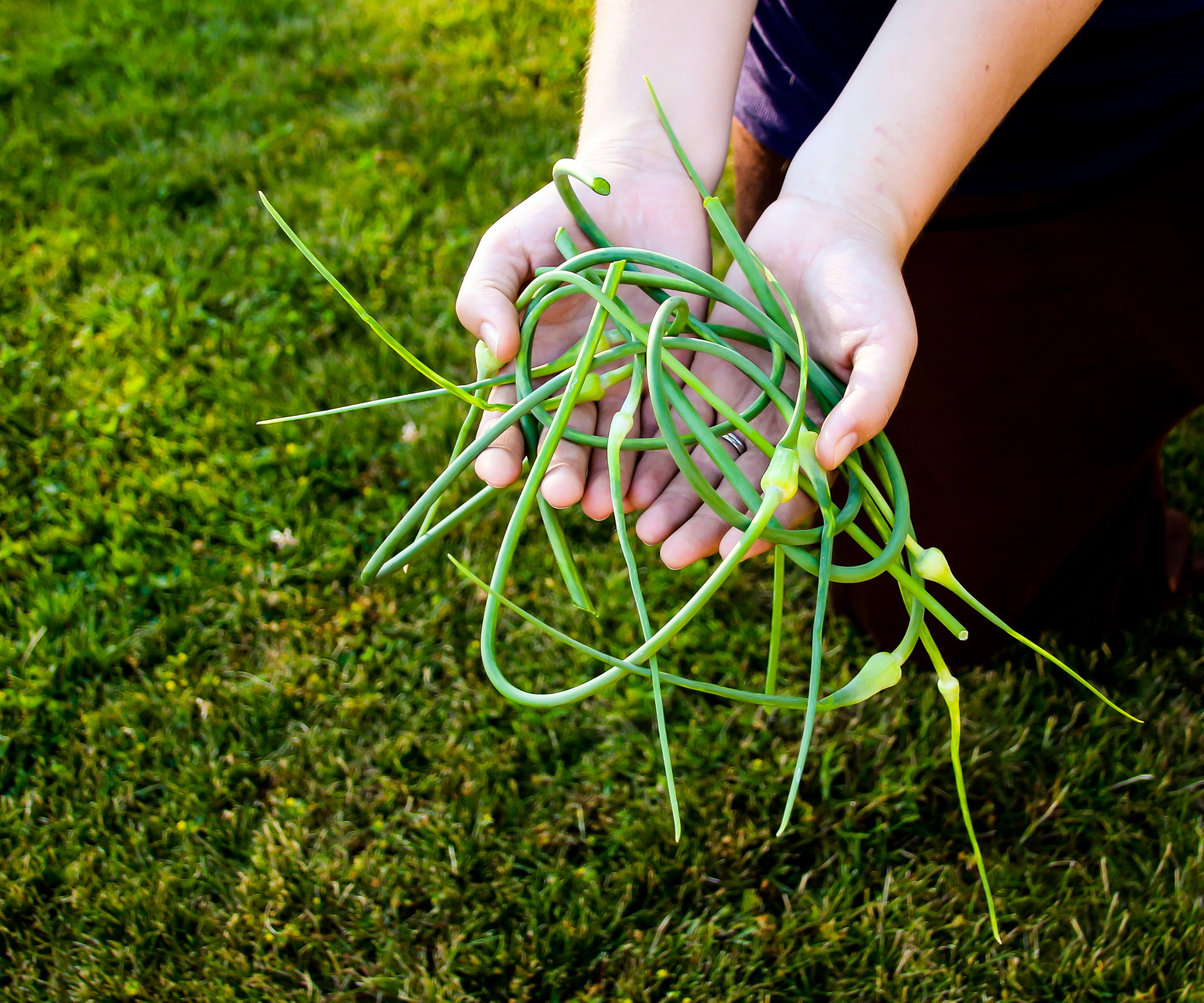 Les mains d'un jardinier pleines d'écapes à l'ail fraîchement harcelées