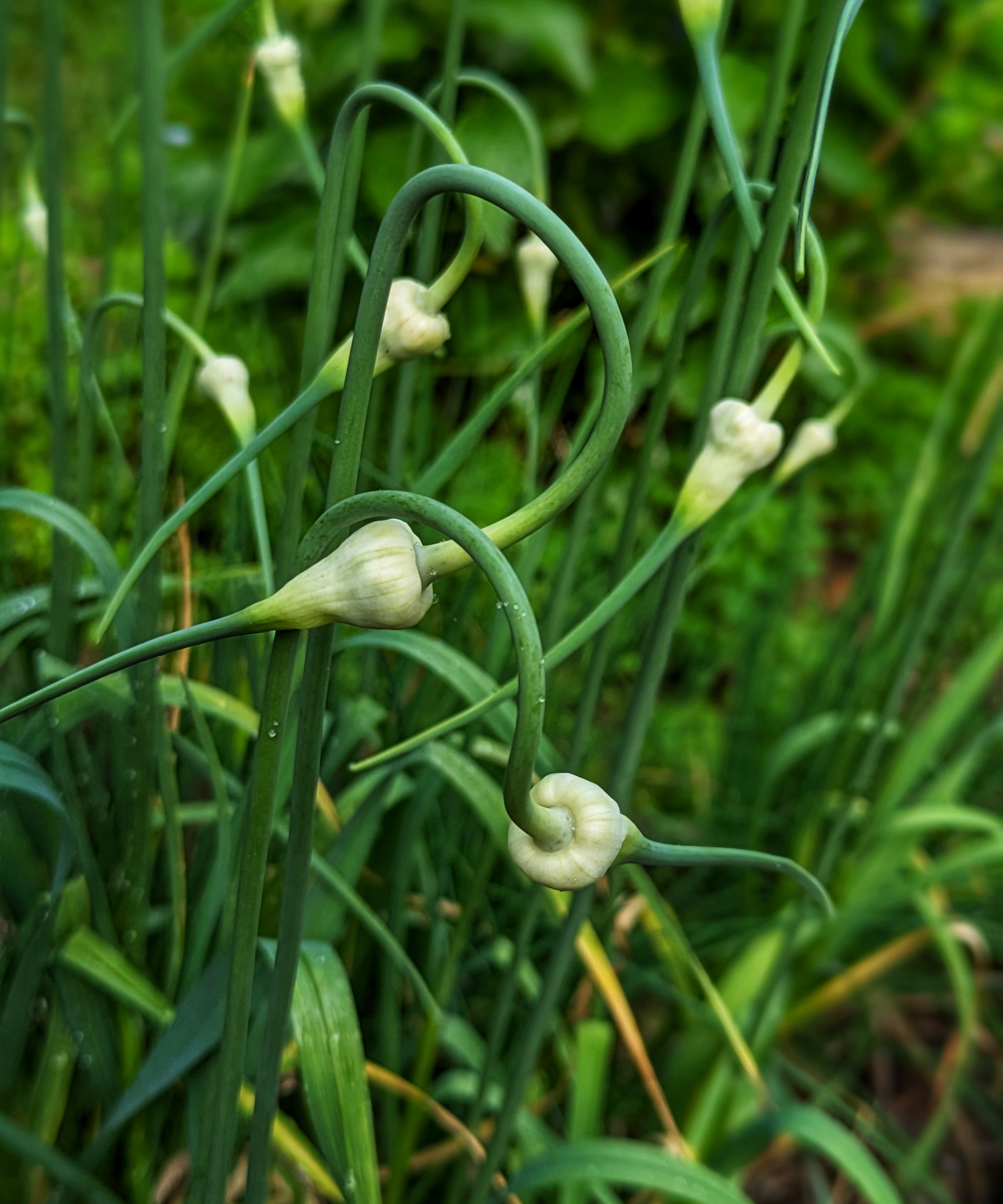 Les scapes à l'ail bouclés sur le feuillage sont prêts à récolter
