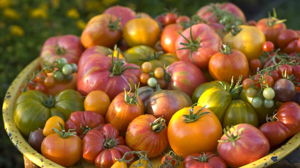 A large plateful of various heirloom tomatoes