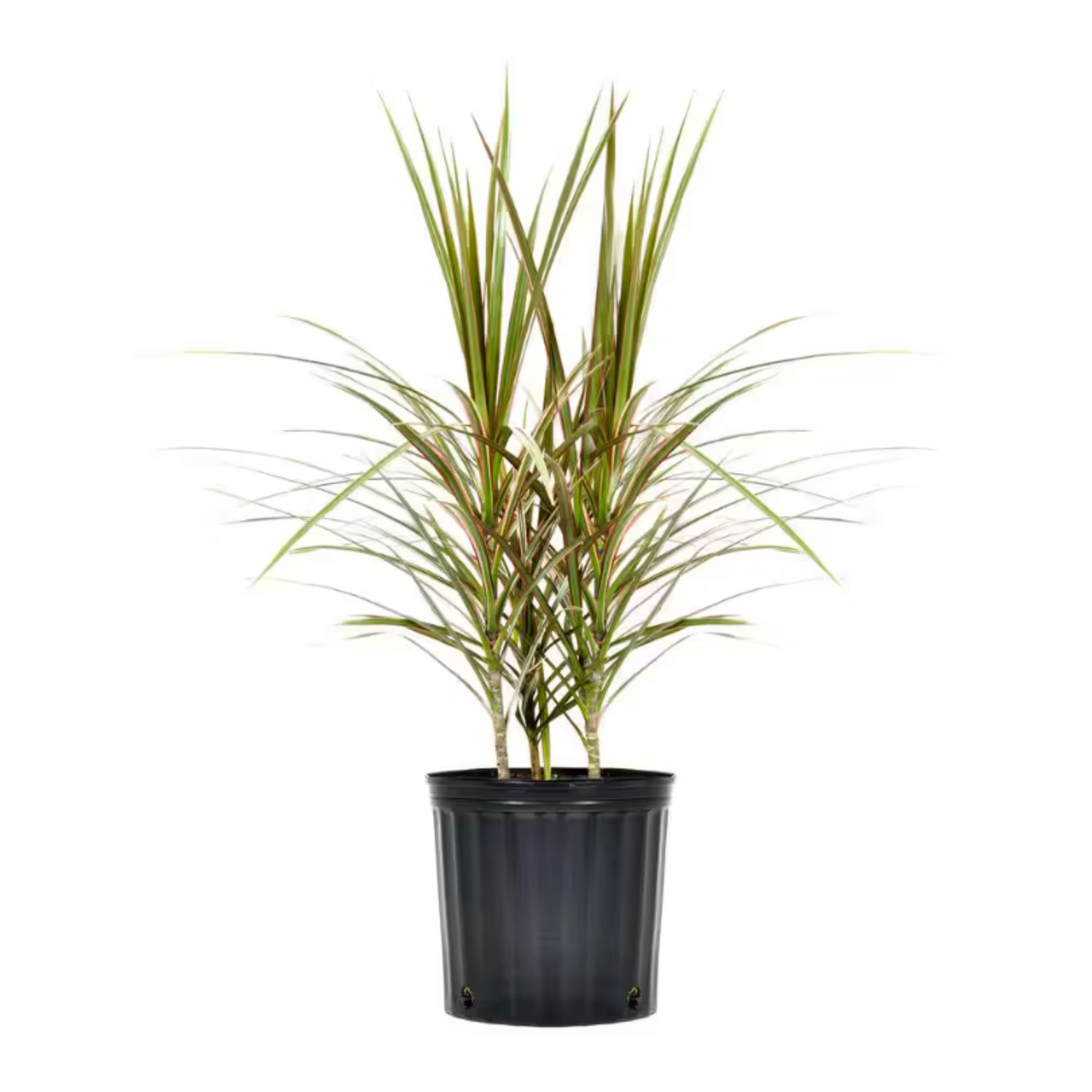 Dracaena bi Color Plant Madagascar Dragon Tree en pot noir sur fond blanc.