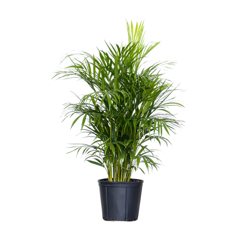 United Nursery Live Areca Palm Plant Plant d'intérieur intérieur dans un pot de cultivateur de 10 pouces sur fond blanc