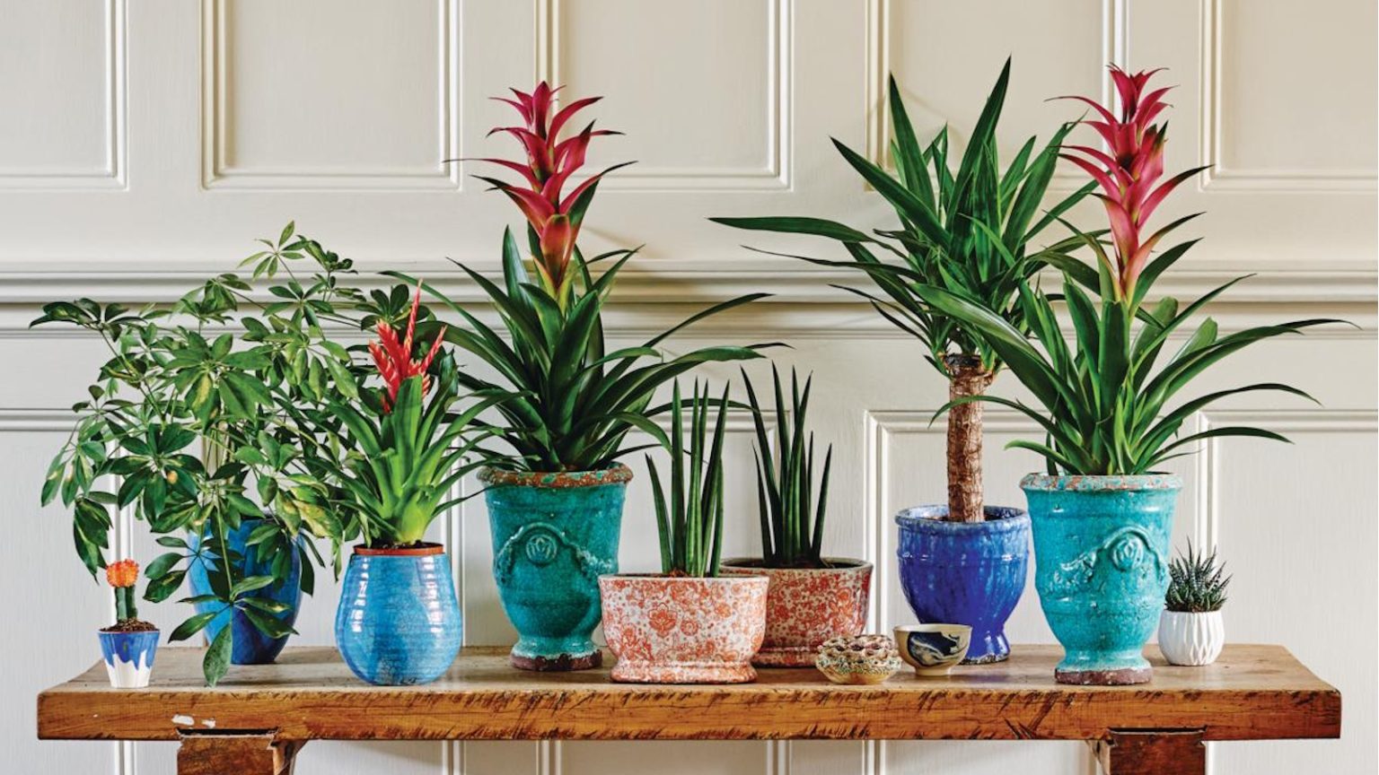 Cette technique d’arrosage a banni des moisissures de mon sol de plantes d’intérieur – il éloigne même les ravageurs et empêche la pourriture des racines Houseplants that don't need watering while you're on vacation
