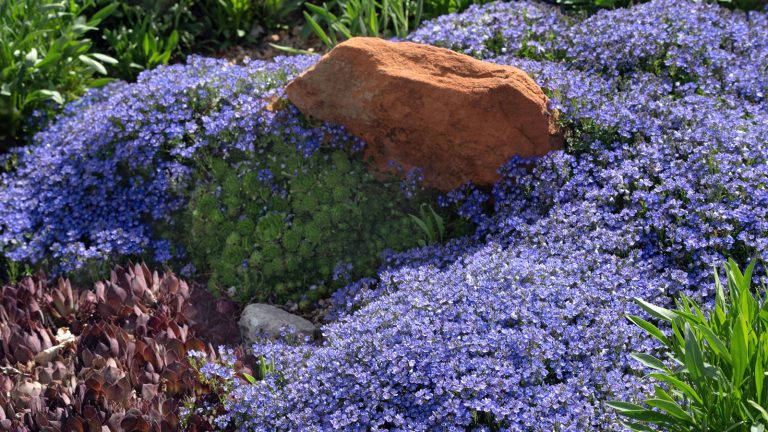 Couvertures de sol sous-estimées – 11 plantes qui seront joyeusement multi-tâches dans des endroits nus, secs et ombragés, disent les experts du jardinage Turkish Speedwell