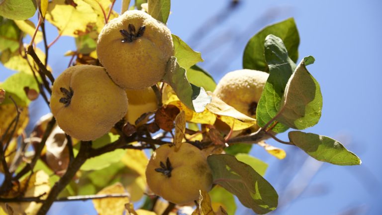 Comment cultiver le coing – pour des fruits parfumés uniques et des arbres ornementaux et faciles à cultiver Ripening yellow fruits on the branch of a quince tree