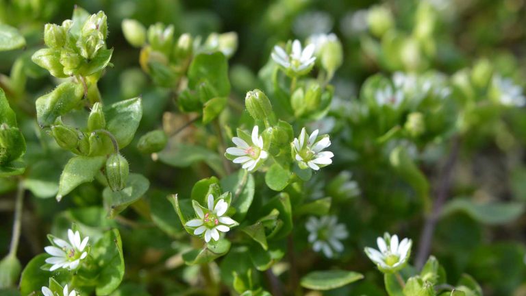 Comment se débarrasser des mauvaises herbes de fleurs blanches sur les pelouses – 5 fleurs communes pour trouver la croissance dans l’herbe et les moyens d’experts pour les bannir chickweed