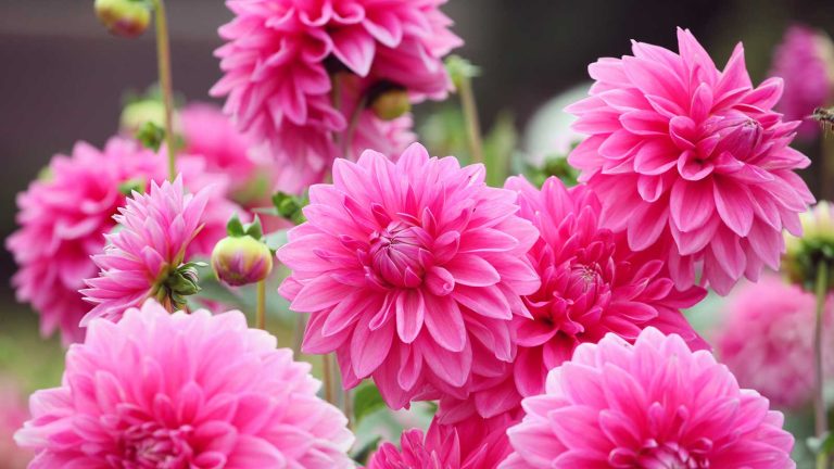 Ce qu’il ne se développe jamais avec les dahlias – 5 types de plantes qui peuvent entraver leurs performances si elles sont maintenues trop près pink dahlias