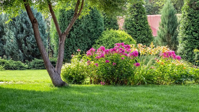 Comment protéger votre pelouse dans une vague de chaleur – les experts mettent en évidence les étapes clés pour garder l’herbe en bonne santé à des températures élevées, plus 3 choses à faire green lawn, tree and flowers in garden