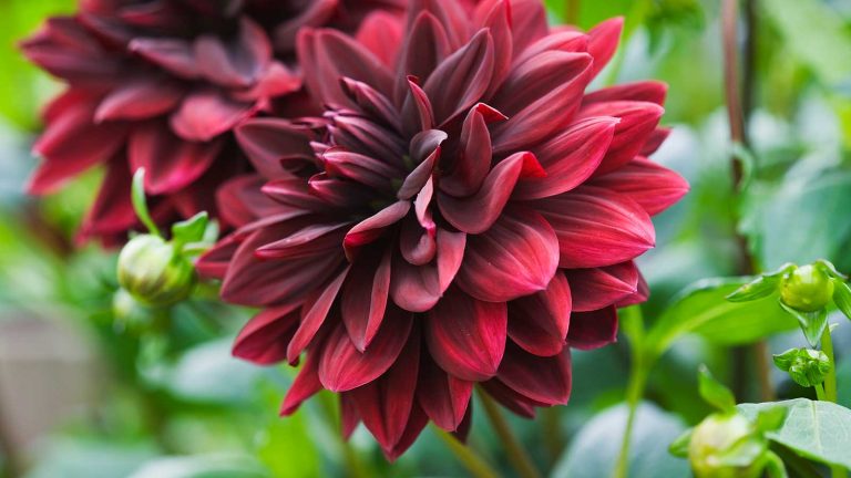 Quoi grandir avec les dahlias – 5 suggestions pour une exposition magnifique et florissante, y compris des herbes parfumées et des fleurs adaptées aux pollinisateurs red dahlia flowers