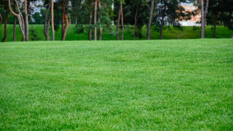 Les moulages de ver sont bons pour la santé de la pelouse, mais peuvent être une nuisance – voici le seul moyen pour les experts recommandent de les traiter A green lawn with pine trees in the background