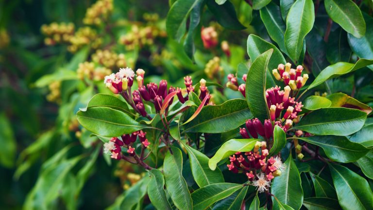 Comment faire pousser des arbres de girofle dans des pots – pour une plante à feuilles persistantes qui a besoin de moustique dont votre terrasse a besoin Clove tree, or Syzygium aromaticum, with reddish-pink flower buds and evergreen, waxy leaves