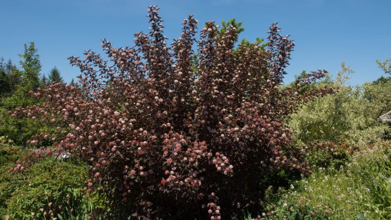 Quand et comment tailler Ninebark – les horticulteurs experts partagent des conseils pour les arbustes galbés et les beaux expositions Summer pink flowers on a dark ninebark shrub in a garden