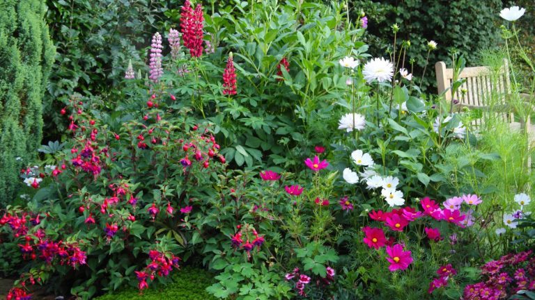 Comment faire des Fuchsias davantage A border with fuchsia plants