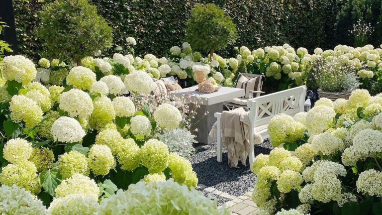 5 moyens éprouvés pour agrandir, de meilleures fleurs sur les hortensias Annabelle, selon des producteurs experts A backyard filled with annabelle hydrangeas
