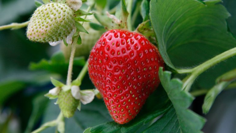 Pouvez-vous récolter des fraises la première année? Un jardinier expert dit oui, mais seulement si vous cultivez un certain type de ce délicieux fruit d’été Close-up of a ripe red strawberry ready for picking off the plant