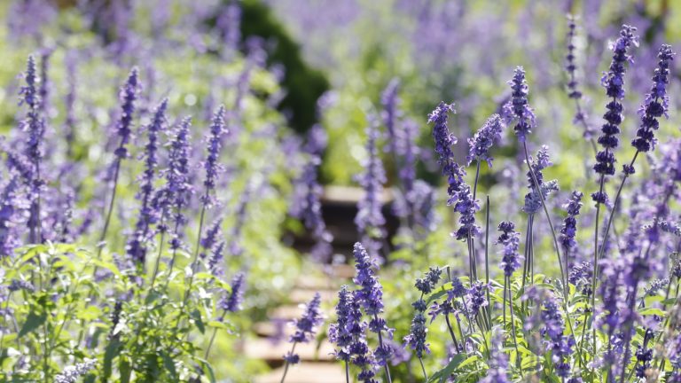 Comment cultiver la salvia dans les pots – pour une vivace de terrasse à faible lutte Salvia growing in a garden with purple blooms and green foliage