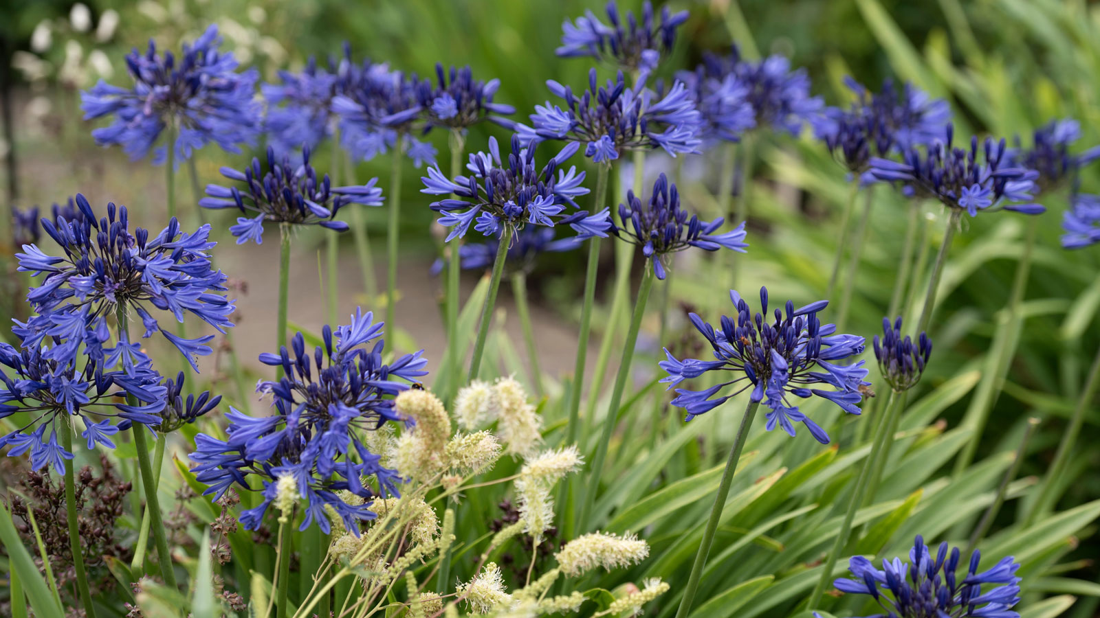 Fleurs d'agapanthus bleu foncé avec de l'herbe ornementale