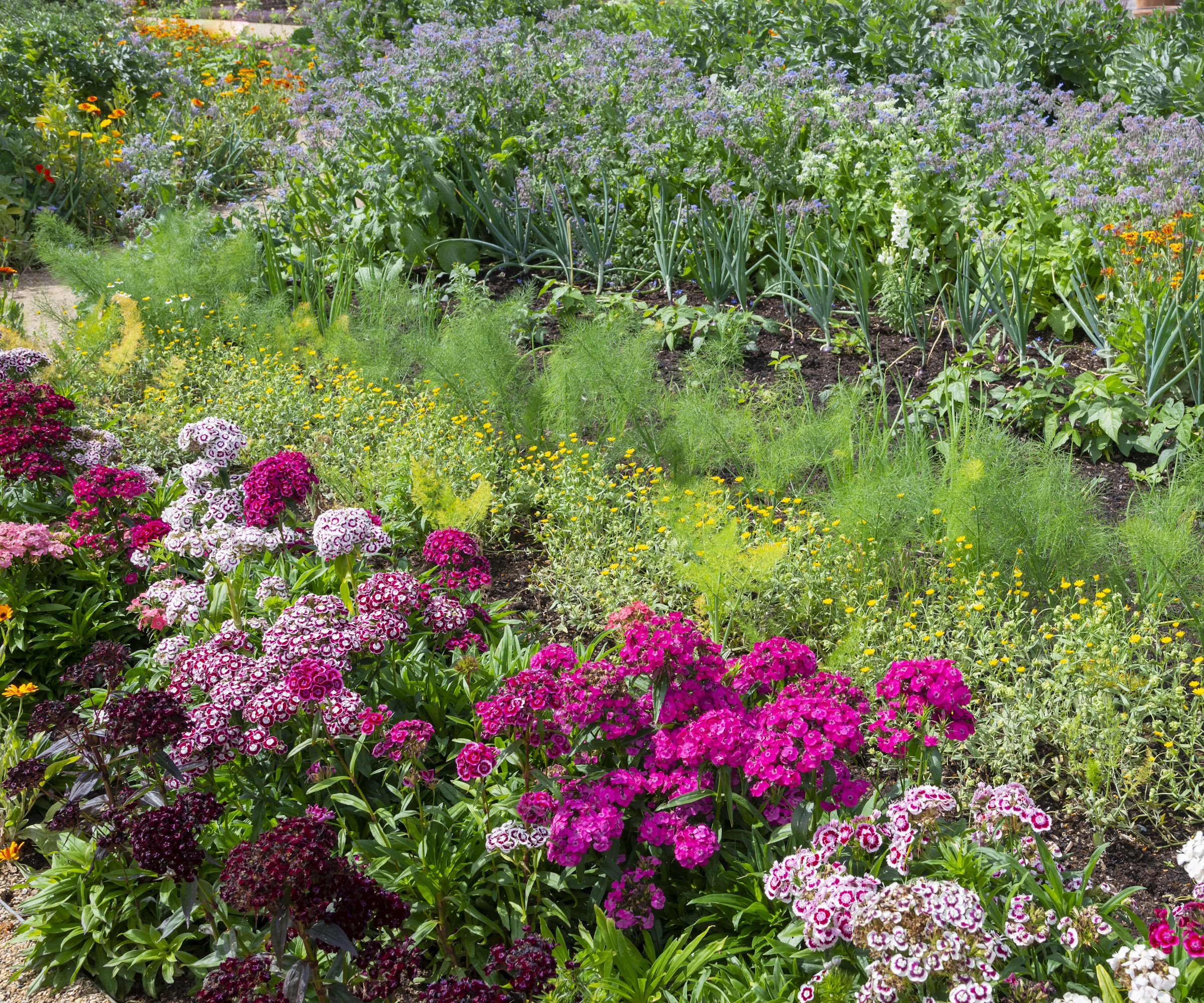 Sweet Williams en fleur à côté d'herbes et de légumes dans un jardin anglais