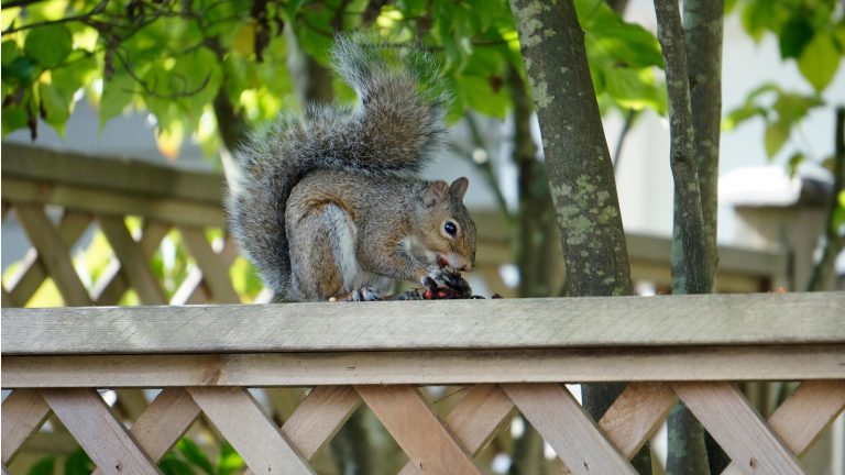 La bataille de l’arrière-cour entre les écureuils gris orientaux vs occidentaux est une véritable menace pour la faune – voici ce que vous pouvez faire pour aider à protéger ce dernier et faire la différence entre eux Eastern vs Western gray squirrels