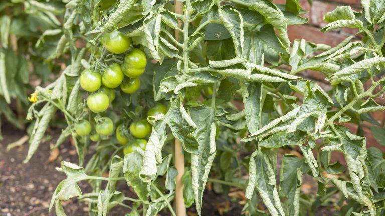 Les feuilles de tomate peuvent boucler pour 4 raisons courantes – un producteur expert révèle des correctifs simples et rapides pour garder les plantes en bonne santé et préserver votre récolte curled leaves on a tomato plant alongside green fruits