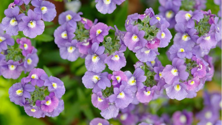 Comment développer la Némesie – pour des fleurs vivaces délicates mais abondantes qui durent tout l’été How to grow nemesia