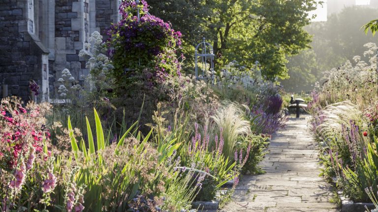 Vous pouvez sauver vos plantes de jardin de la chaleur brûlante avec cet article ménage que vous possédez définitivement déjà Garden border and old stone path in summer, with pink salvias and fuchsias and ornamental grasses