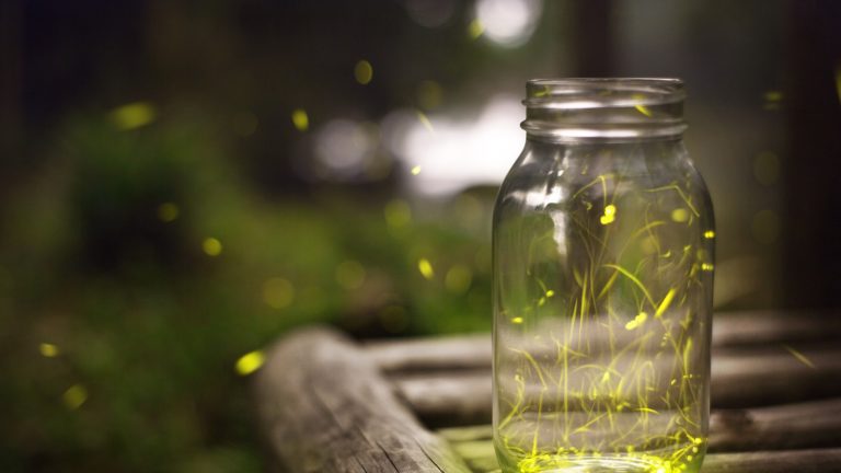 Comment attirer des lucioles dans votre cour – 4 façons de transformer votre jardin en un pays des merveilles magique et scintillant après la tombée de la nuit Light trails of Japanese fireflies flying around in a jar