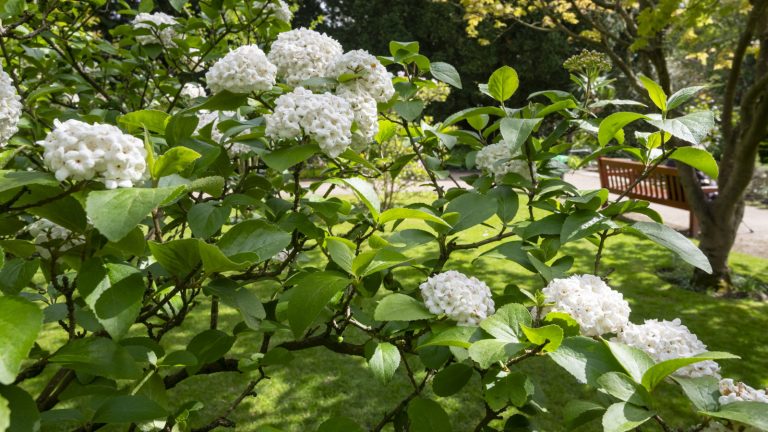 Quand et comment tailler viburnum – 3 étapes d’experts pour des arbustes sains et attrayants qui mettent des étalages de floraison glorieuses A viburnum Carlesii flowering in spring with large white blooms