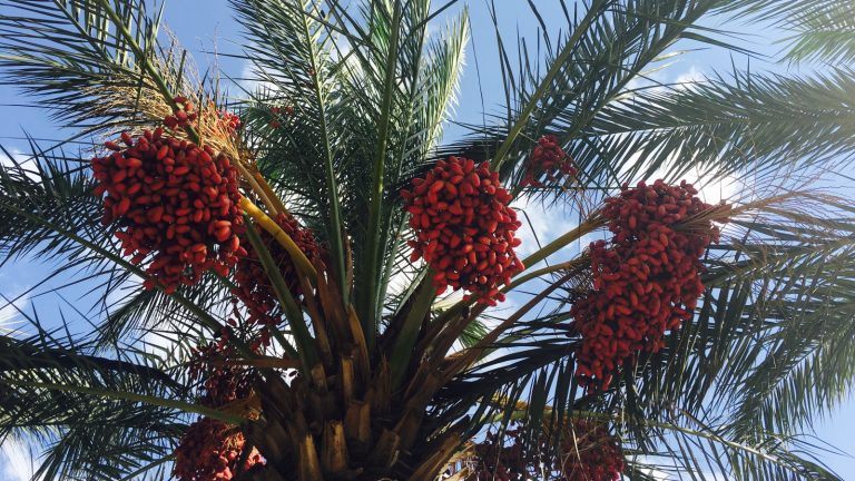 Cultiver un palmier de rendez-vous pour des centaines de livres de fruits est plus simple que vous ne le pensez – des conseils d’experts pour planter et en cultiver un avec succès Dates growing on a date palm tree in the sunshine
