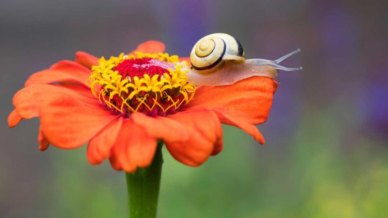 Qu’est-ce qui mange mes Zinnias la nuit? Un certain nombre de parasites pourraient être à blâmer – voici 4 façons de les arrêter immédiatement, selon les experts snail on orange zinnia