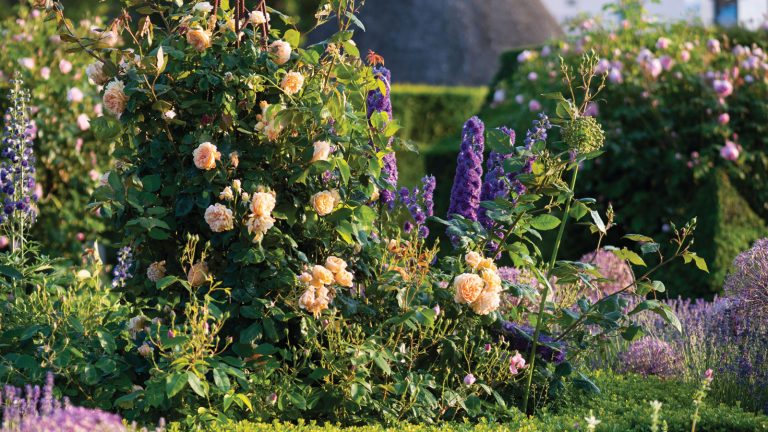 Quel est le meilleur moment pour tailler les roses? Suivez ces règles de synchronisation simples pour les meilleures fleurs de vos piliers de jardin Cottage garden roses 'Crown Princess Margareta'