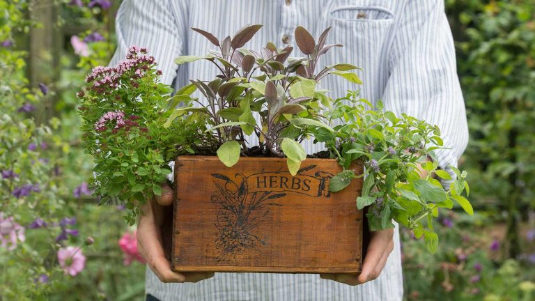 6 meilleures herbes pour planter dans une fenêtre – chacune virera le parfum et la forme autant qu’ils fonctionnent person holding a planter box with herbs