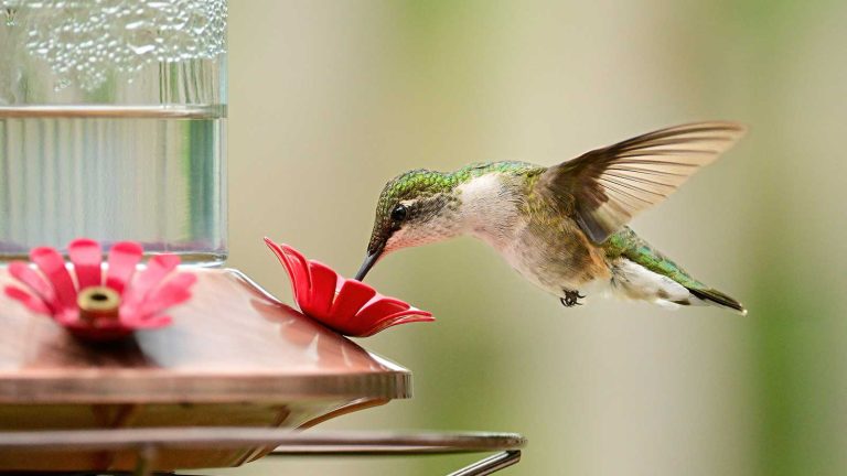 Mon mangeoire à colibri a du moule noir – que dois-je faire? Les experts partagent des correctifs simples, plus comment l’empêcher de se reproduire green hummingbird eating from feeder close-up