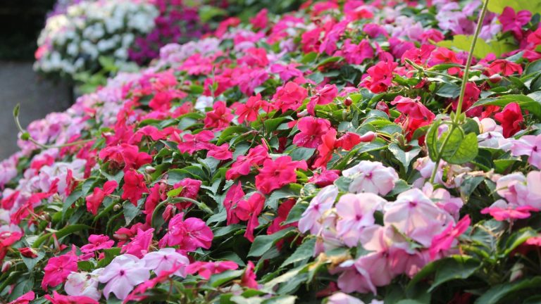 Comment faire des impatiens dates – pour la puissance des fleurs à part entière tout l’été A large bed of Busy Lizzies