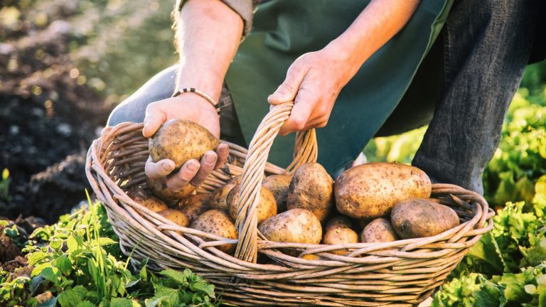 Comment faire pousser des pommes de terre verticalement – pour des tubercules savoureux dans de minuscules espaces de jardin, essayez de les faire pousser dans une tour A person harvesting potatoes into a hamper