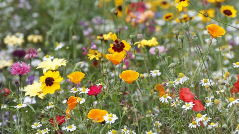 Plantez ces 7 annuelles à croissance rapide maintenant pour de copieuses fleurs à la fin de l’été et tout au long de l’automne, comme recommandé par un jardinier professionnel Wildflower meadow in summer, with orange poppies and white chamomile blooms